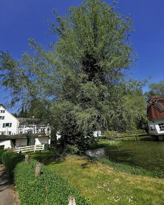 Restaurant Heidberger Mühle